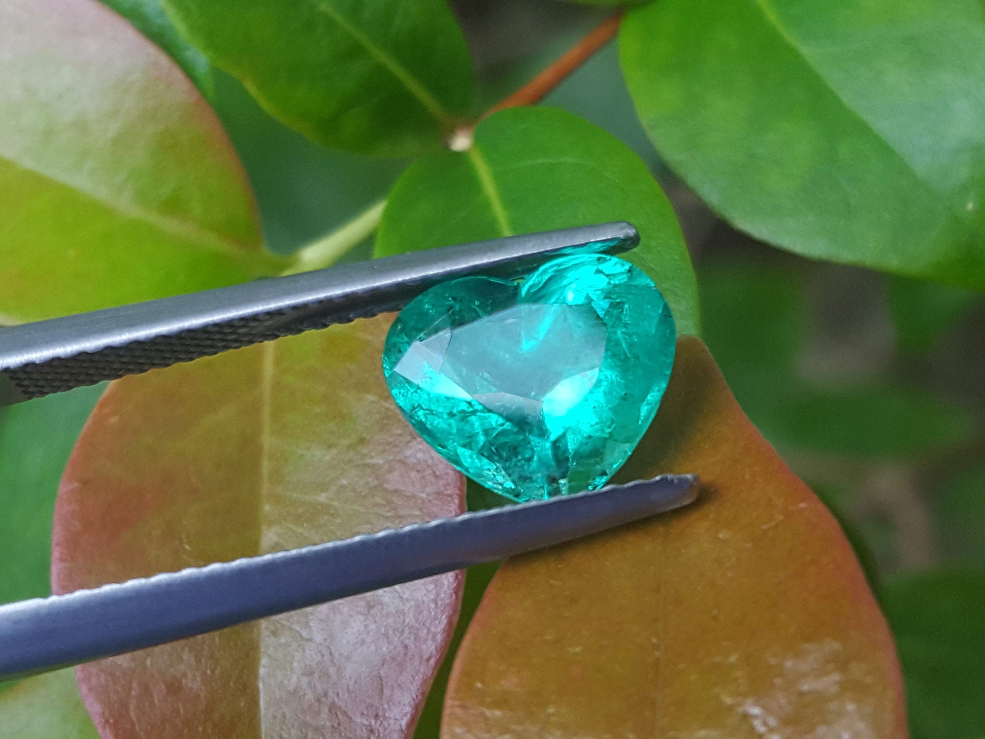 GIA certified heart cut natural colombian emerald, front table on three leaves for compare color 