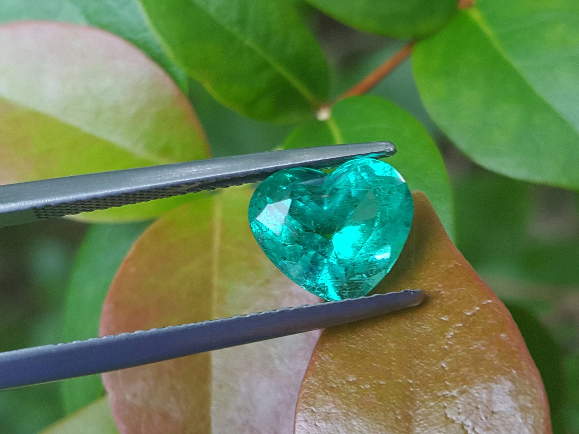 GIA certified heart cut natural colombian emerald, front table on tree leaf for compare color 