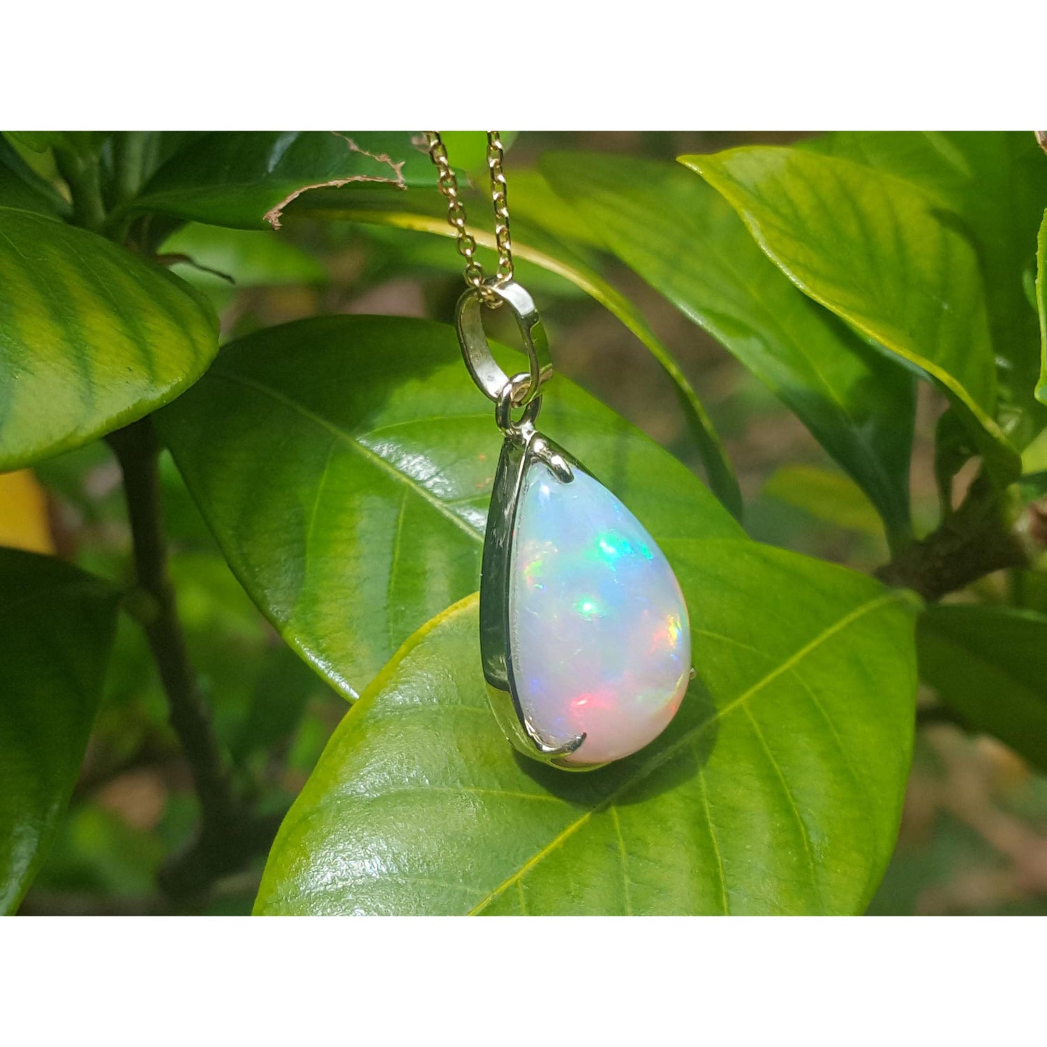 Opal pendant on a gold chain against a green leafy background.