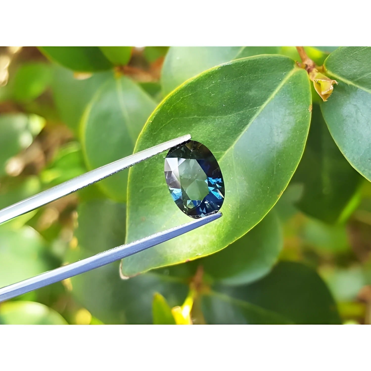 3.04 ct natural Australian deep blue-green oval sapphire held by tweezers against green leaves.