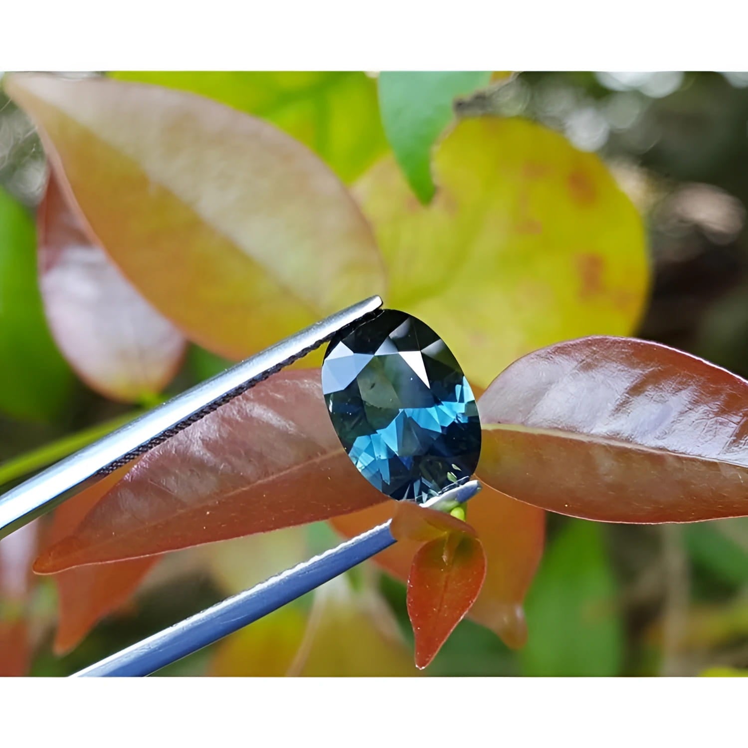 3.04 ct natural Australian deep blue oval cut loose sapphire held by tweezers against green leaves.