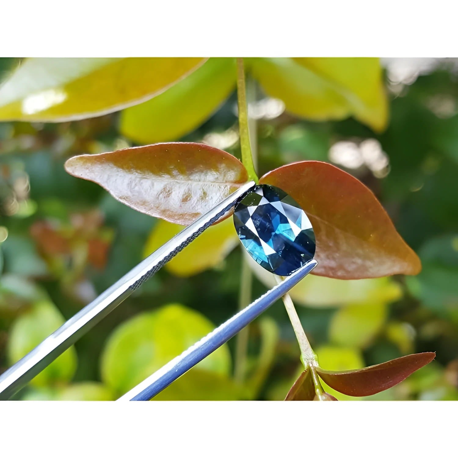 3.04 ct natural Australian deep blue oval cut sapphire held by tweezers against green leaves.