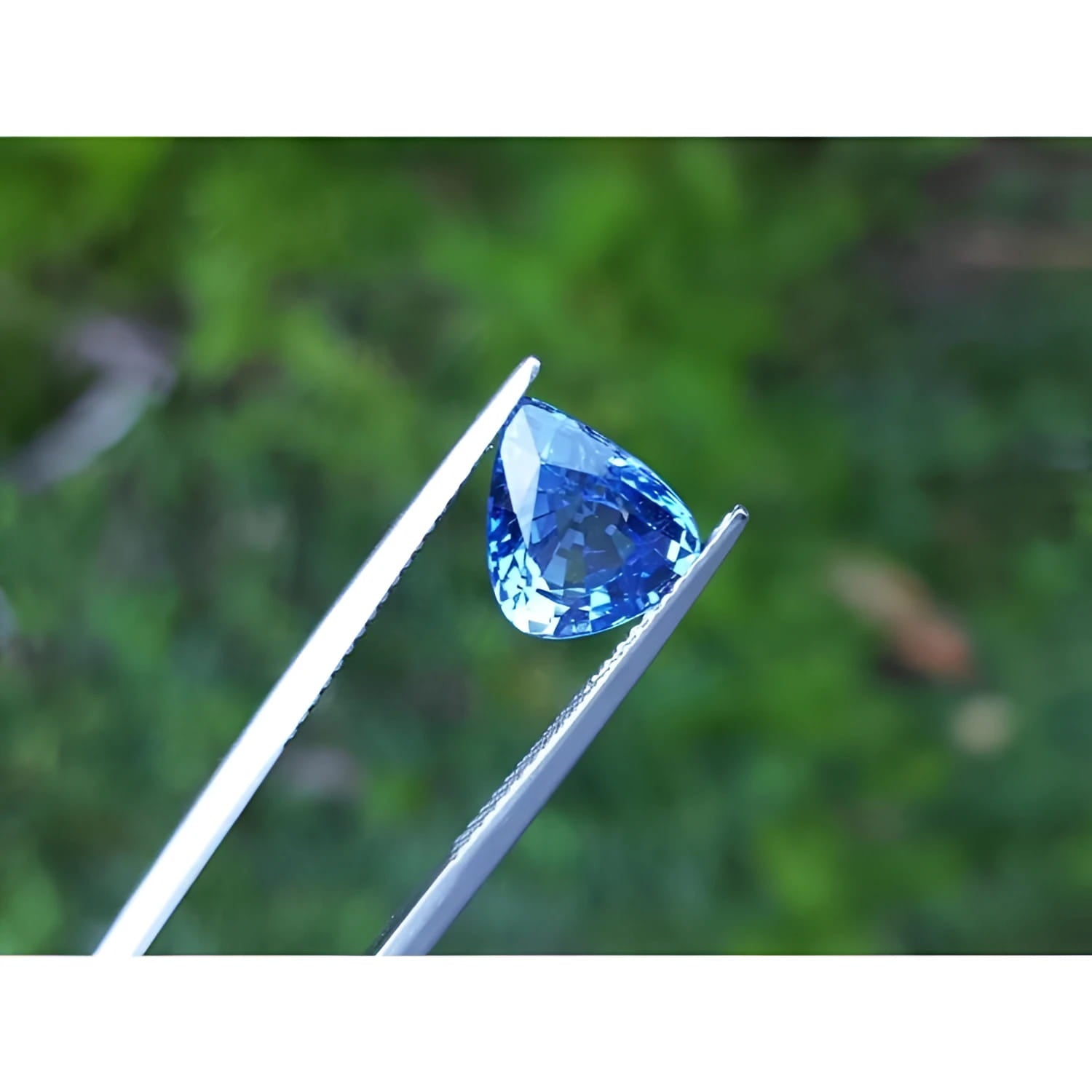 Vibrant medium blue pear-shaped natural sapphire gemstone held by tweezers against green foliage.