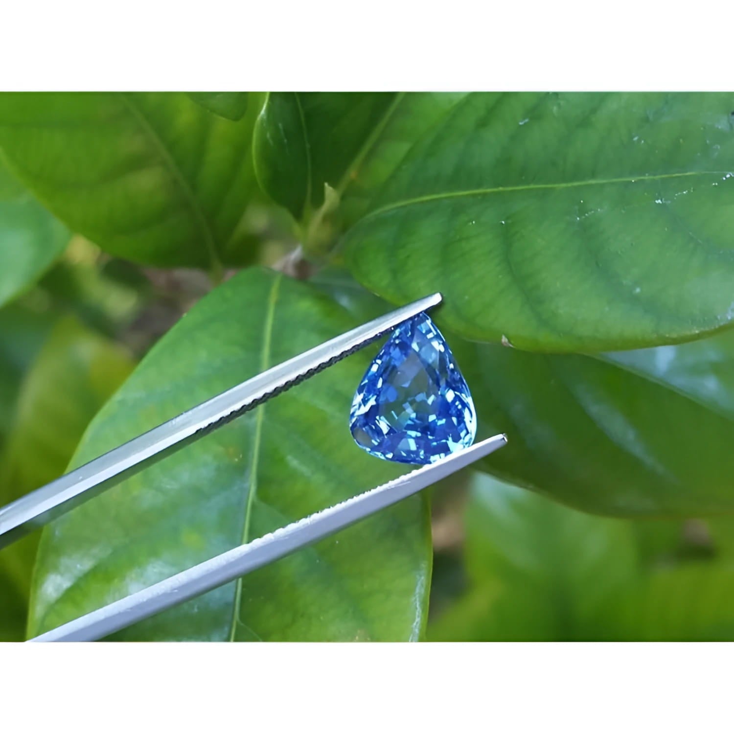 Pear-shaped 3.30 ct vibrant blue sapphire gemstone held by tweezers against green leaves.