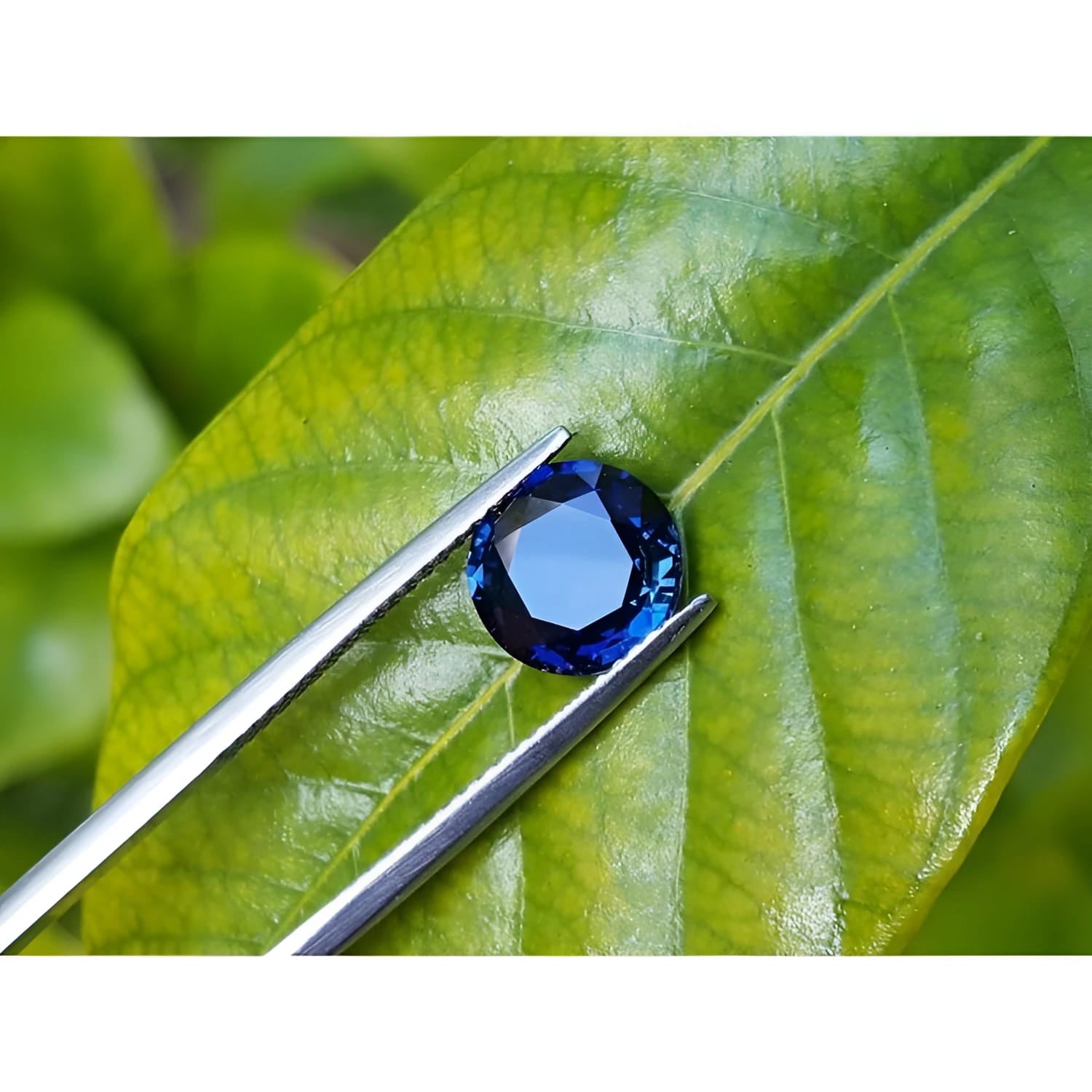 2.39 ct. loose round natural blue sapphire from Sri Lanka held by tweezers on a green leaf.
