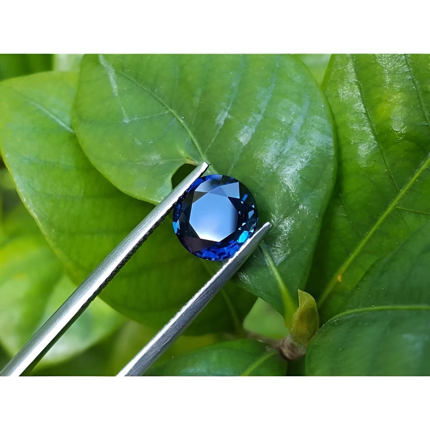 2.39 ct. loose round cut natural deep blue sapphire from Sri Lanka, held by tweezers over green leaves.