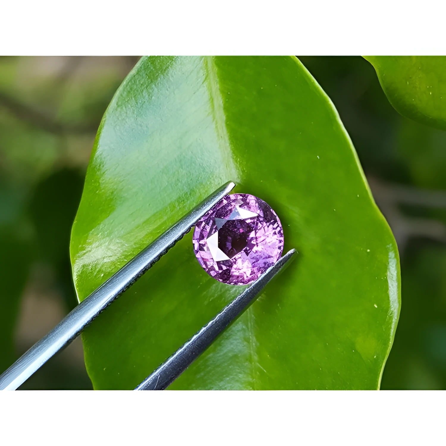 2.00 ct round cut natural pink sapphire held by tweezers against a green leaf.