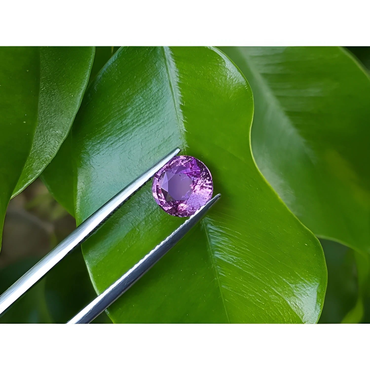 Round cut natural purple sapphire loose stone held by tweezers against green leaves.