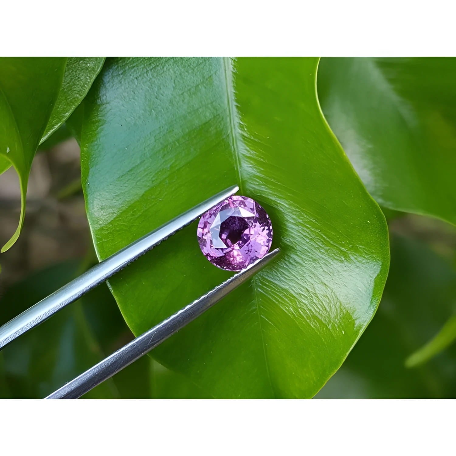 2.00 ct round cut natural pink sapphire loose stone held by tweezers against green leaves.