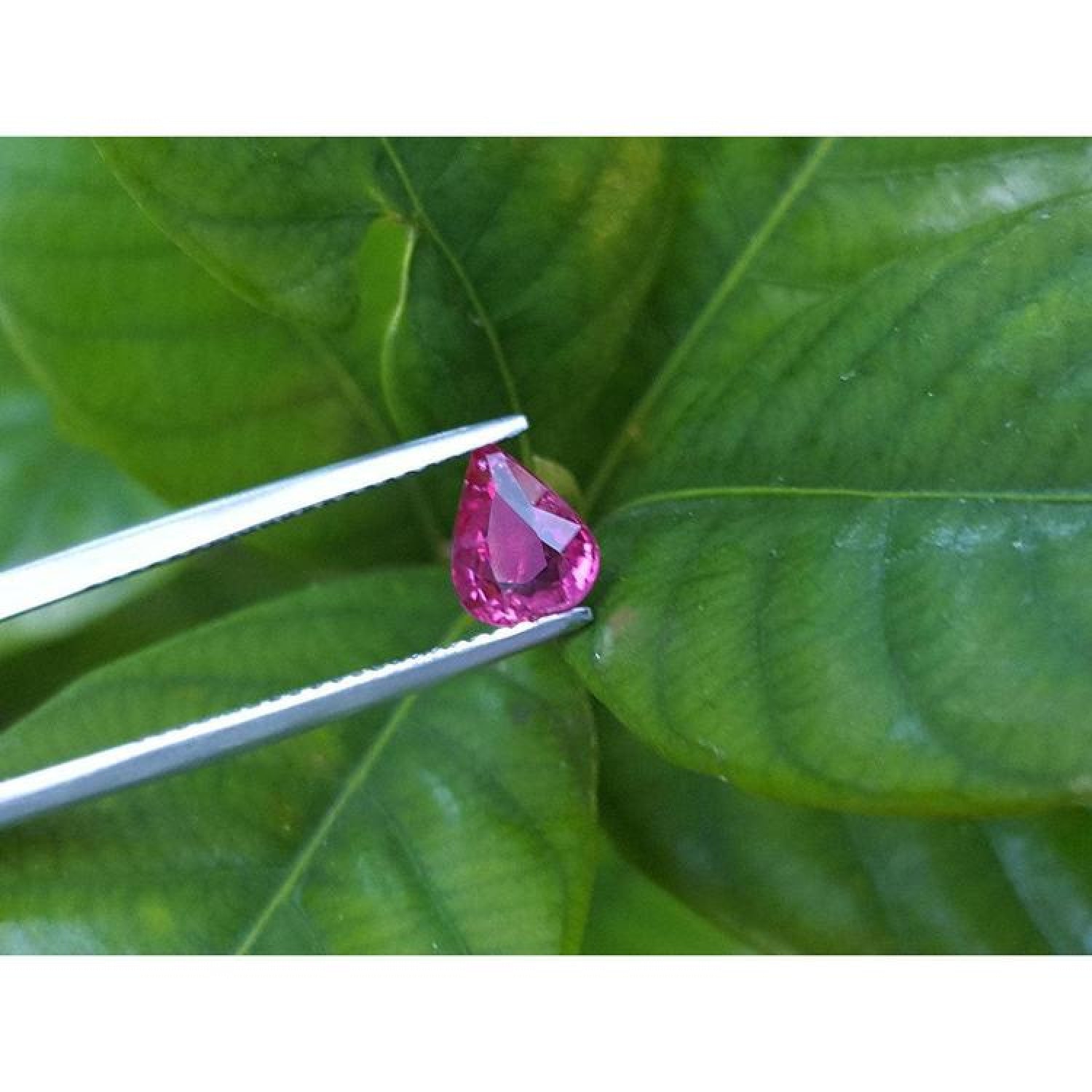 Sparkling 1.09 carat natural Burmese ruby, pear shape, held by tweezers against green leaves.