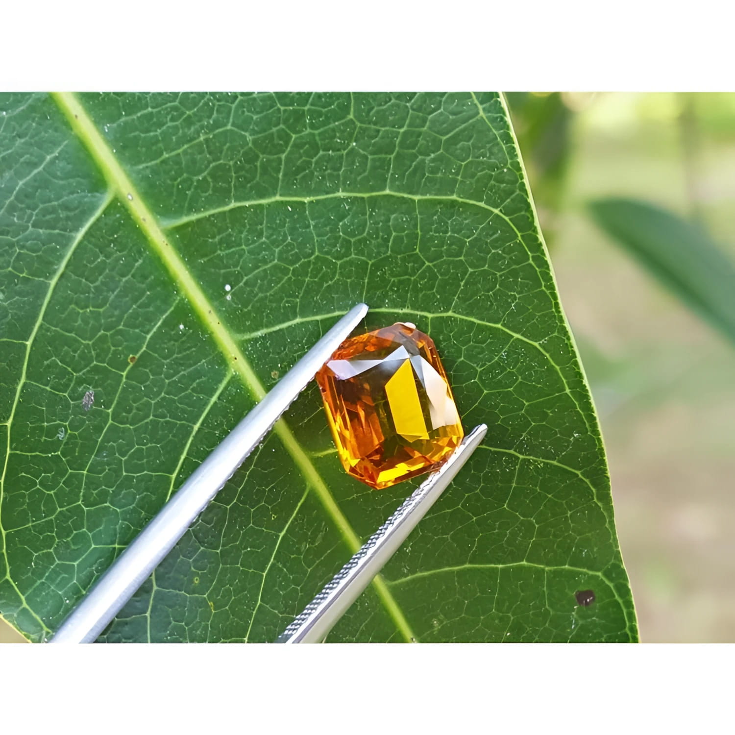 2.96 ct. loose natural yellow Madeira sapphire, radiant cut, held by tweezers on a green leaf.