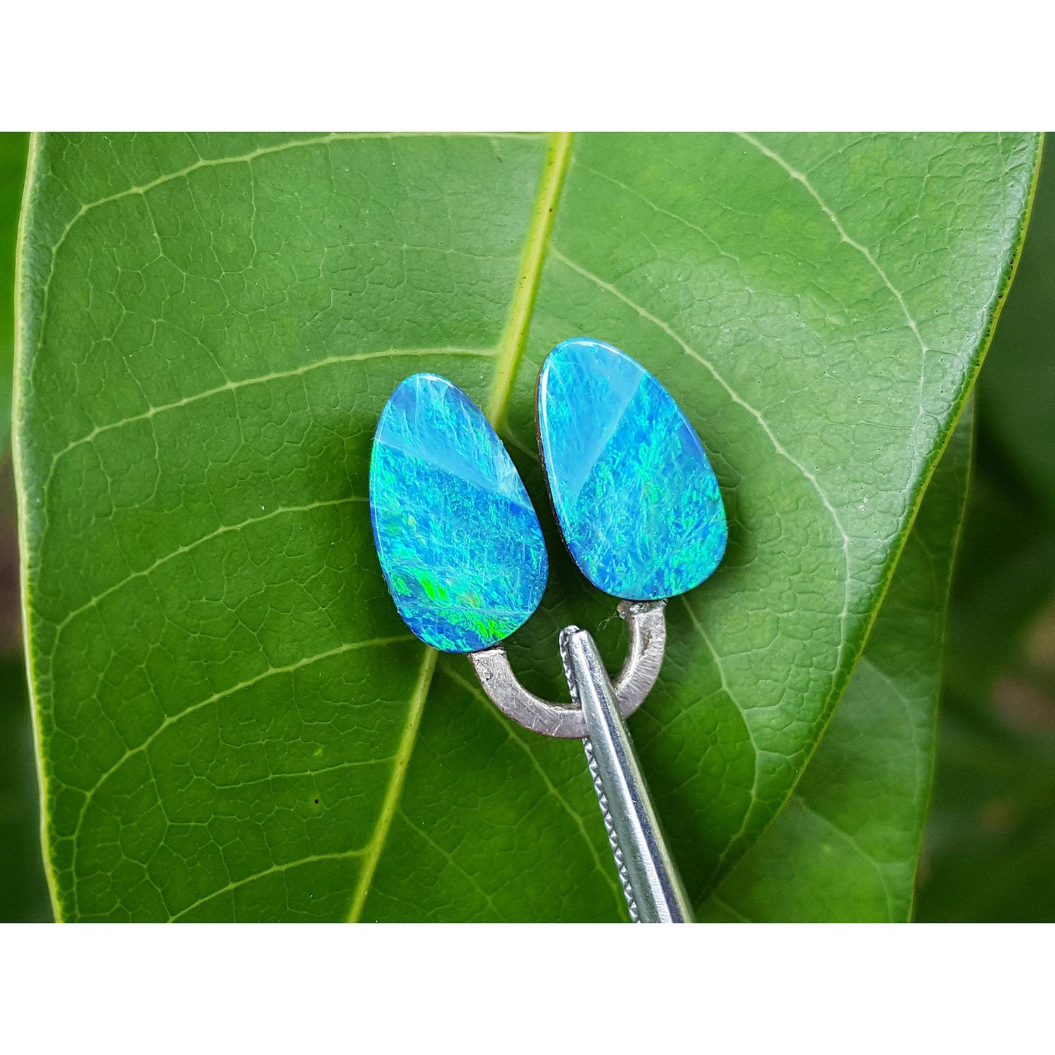 Blue opal earrings on a green leaf