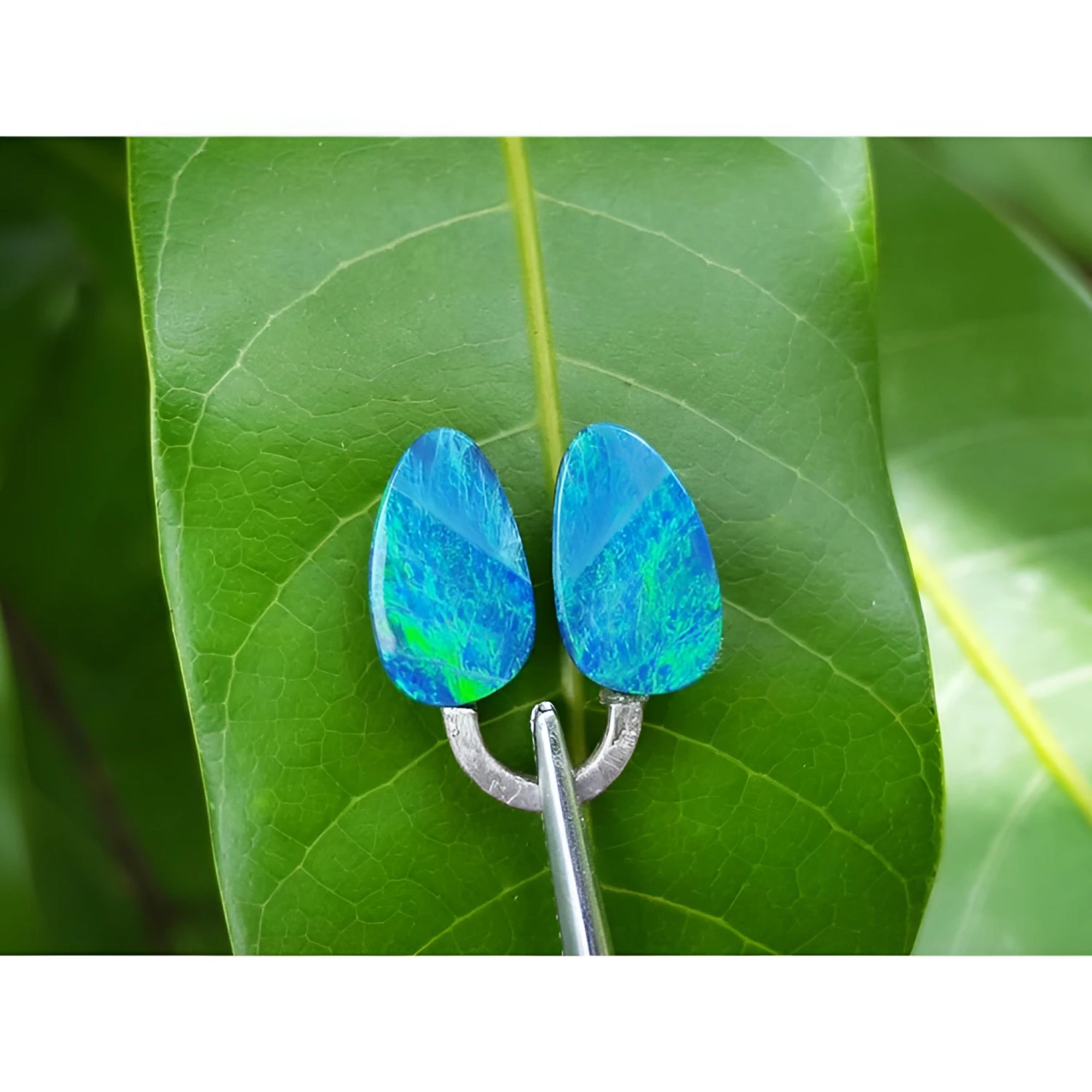 Pear-shaped, deep blue Australian doublet opals with vibrant green flashes, held by tweezers on a green leaf.