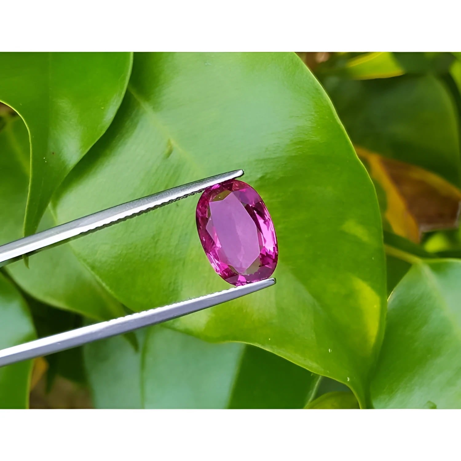 3.51 ct. loose natural pink sapphire, oval cut, held by tweezers against green leaves.