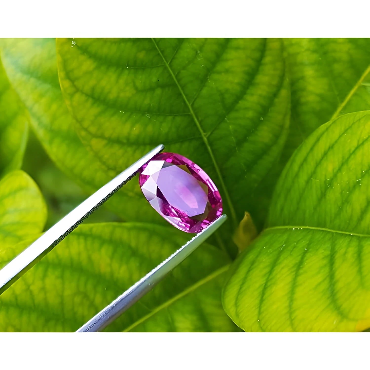 3.51 ct. natural pink sapphire, oval cut, held by tweezers against green leaves.