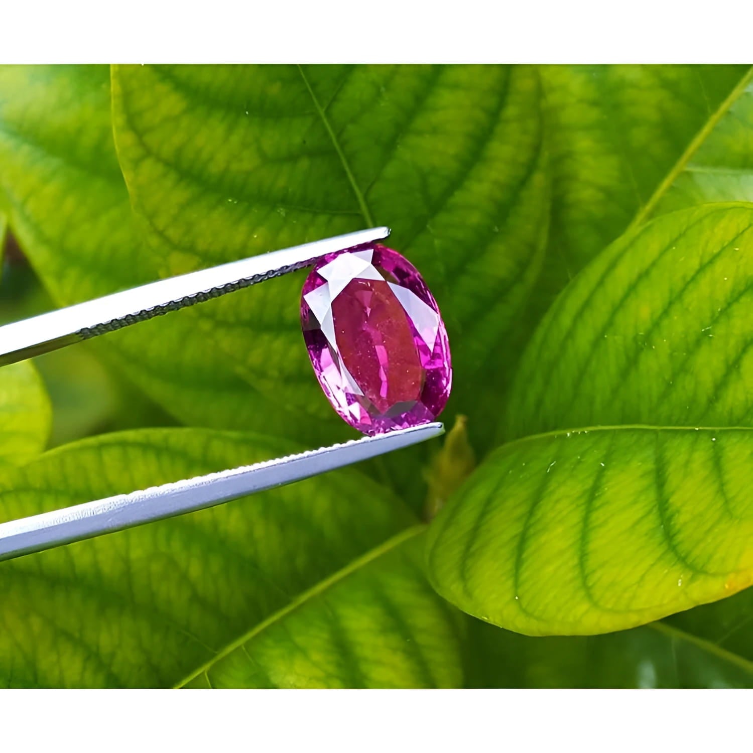 3.51 ct. natural pink sapphire, oval cut, held by tweezers against green leaves.