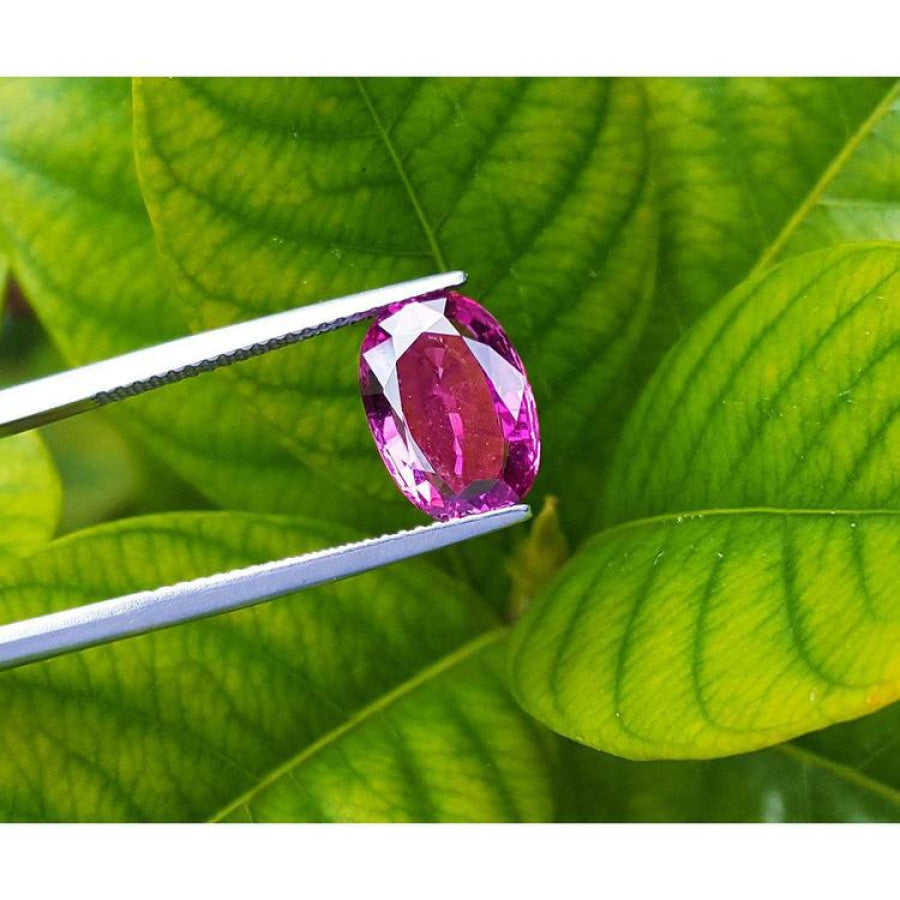 3.51 ct. natural pink sapphire, oval cut, held by tweezers against green leaves.