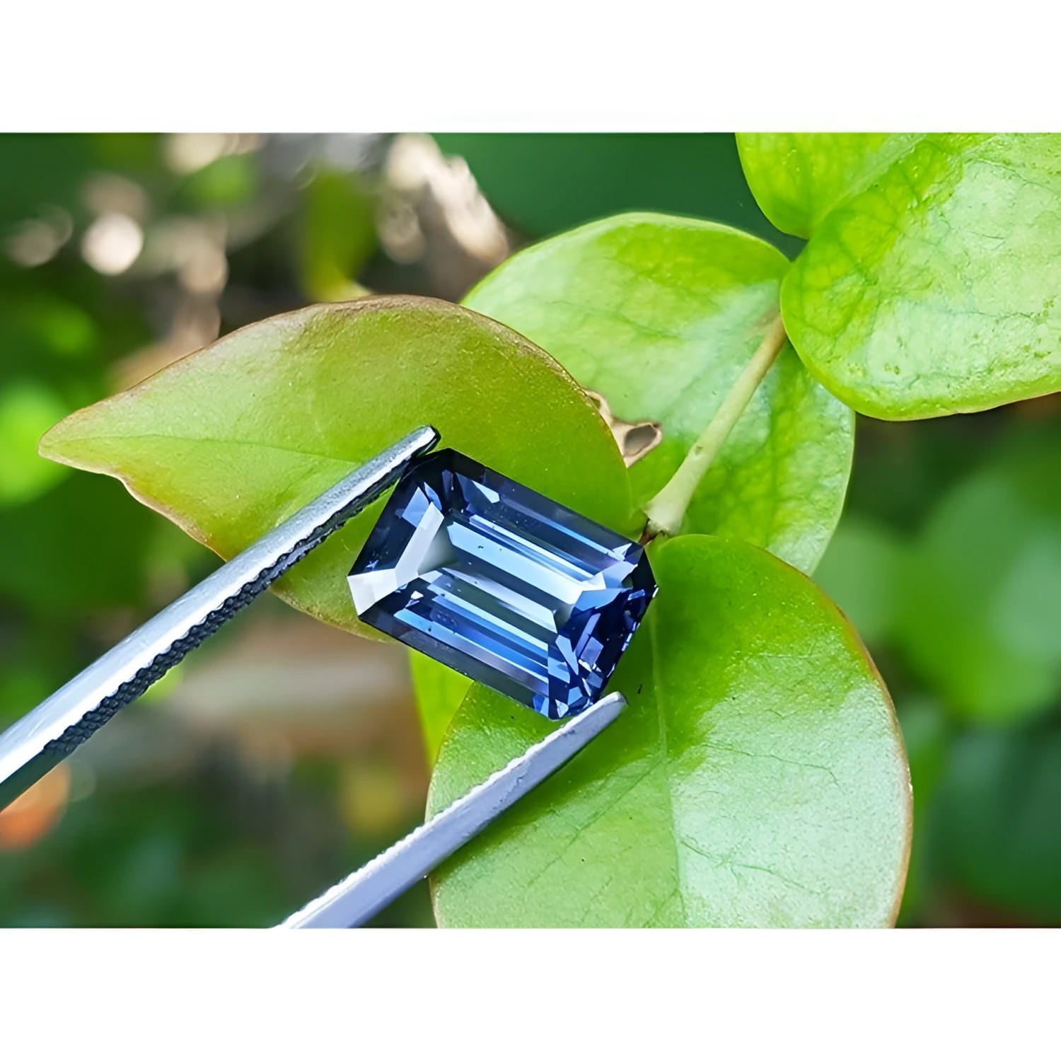 3.90 ct. untreated GIA certified sapphire, rectangular emerald-cut, blue changing to purple, held by tweezers on green leaves.