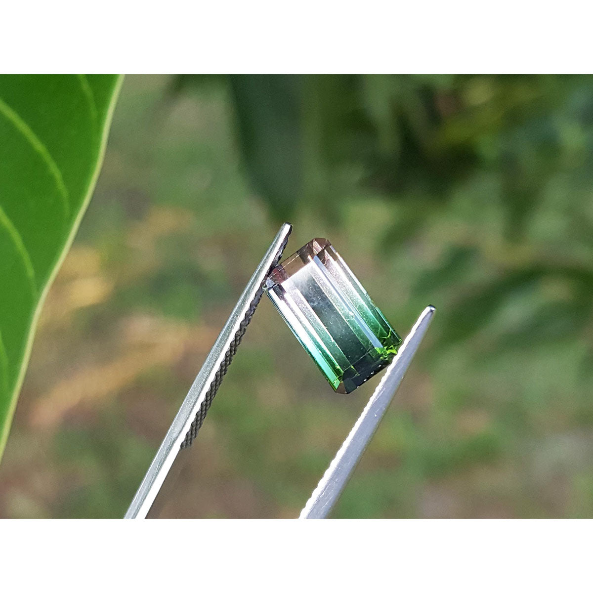 A watermelon tourmaline being held by tweezers on a green blurry background.