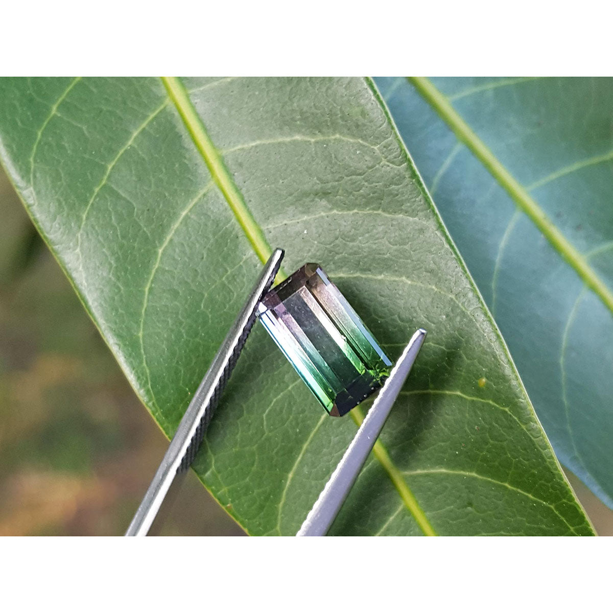 Tweezer holding a watermelon tourmaline on a green leaf.