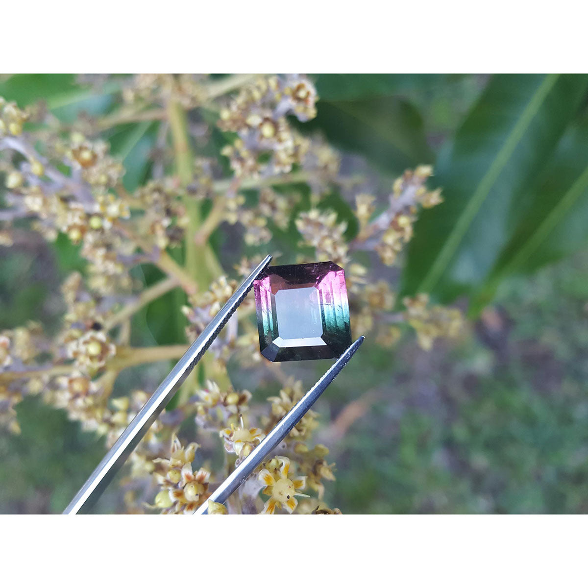 Square watermelon tourmaline held by tweezers over a branch with small flowers.