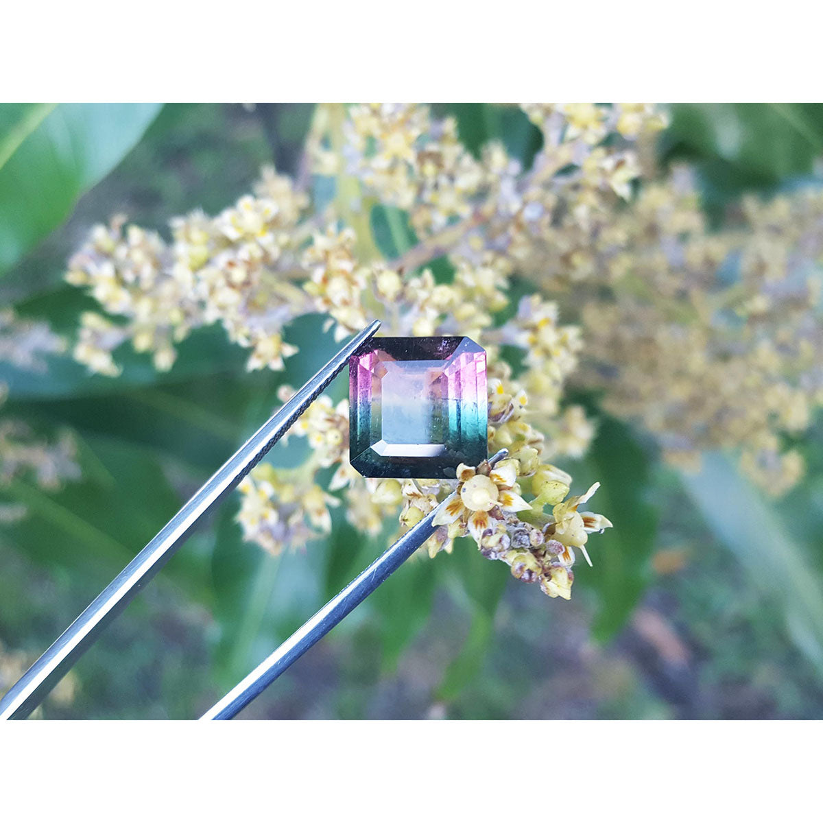 Multicolored gemstone held by tweezers with a natural background of green leaves and yellow flowers.