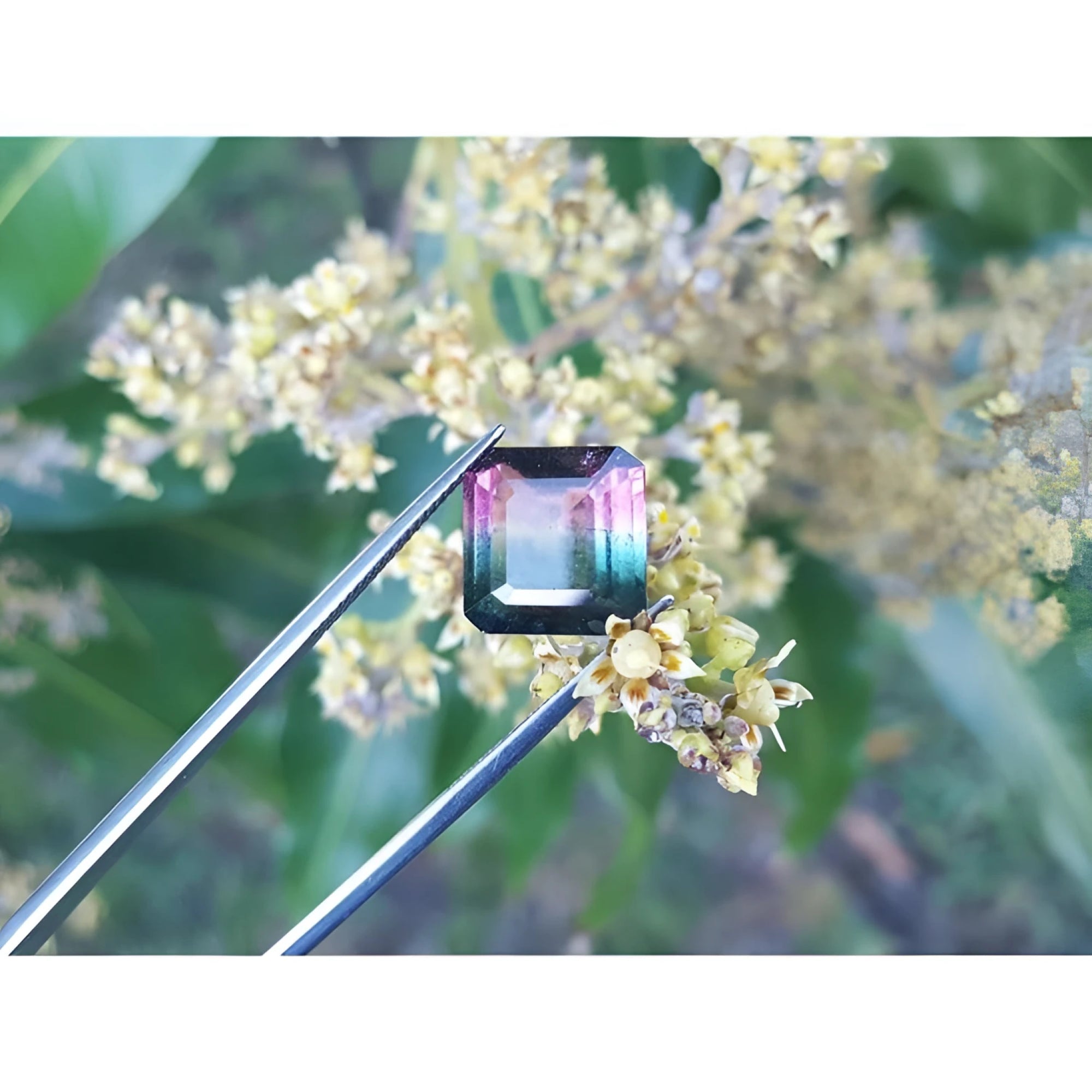Emerald-cut Brazilian watermelon tourmaline gemstone with vibrant red-orange and deep bluish-green hues.