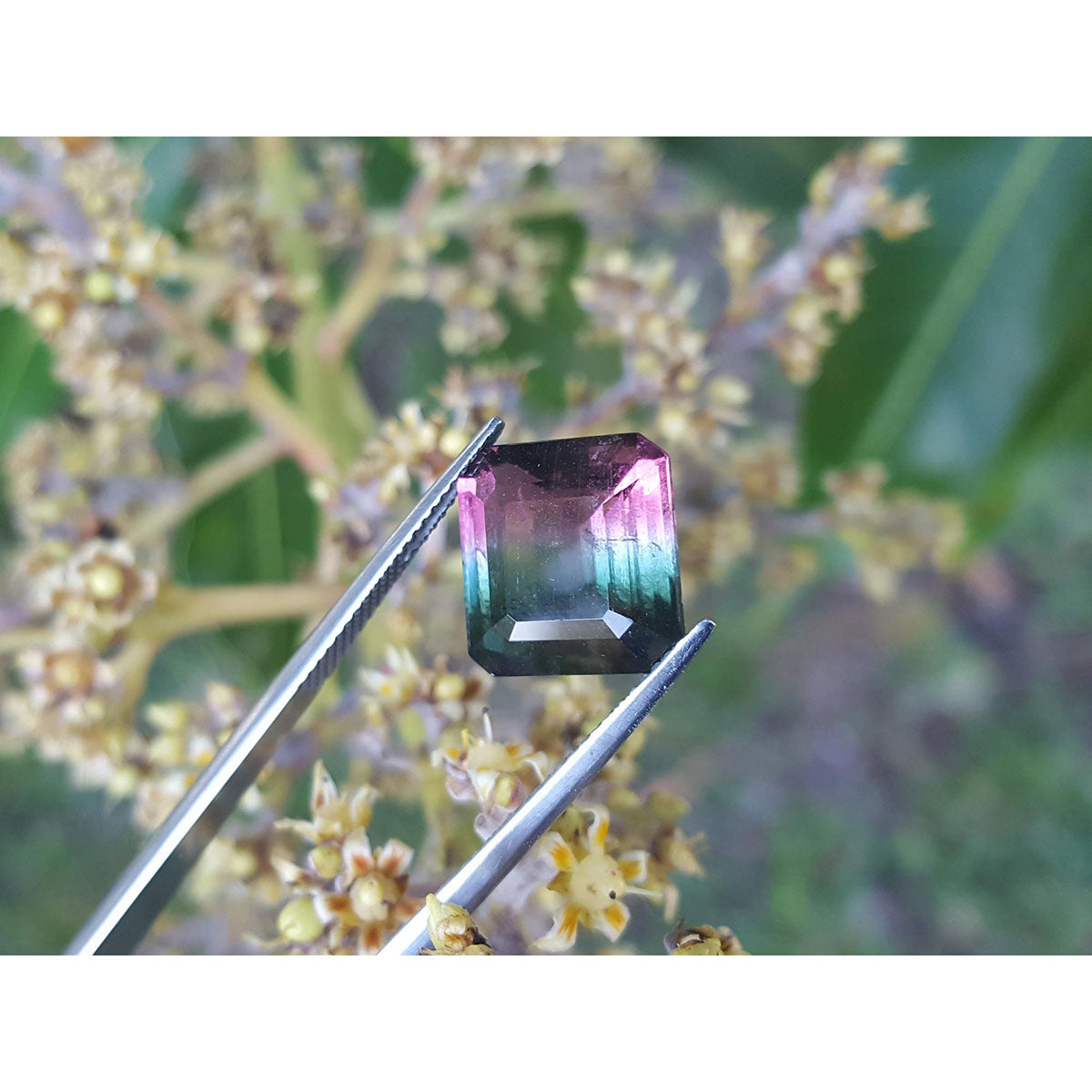 Tourmaline watermelon bicolor held by tweezers with a natural background of green leaves and flowers.