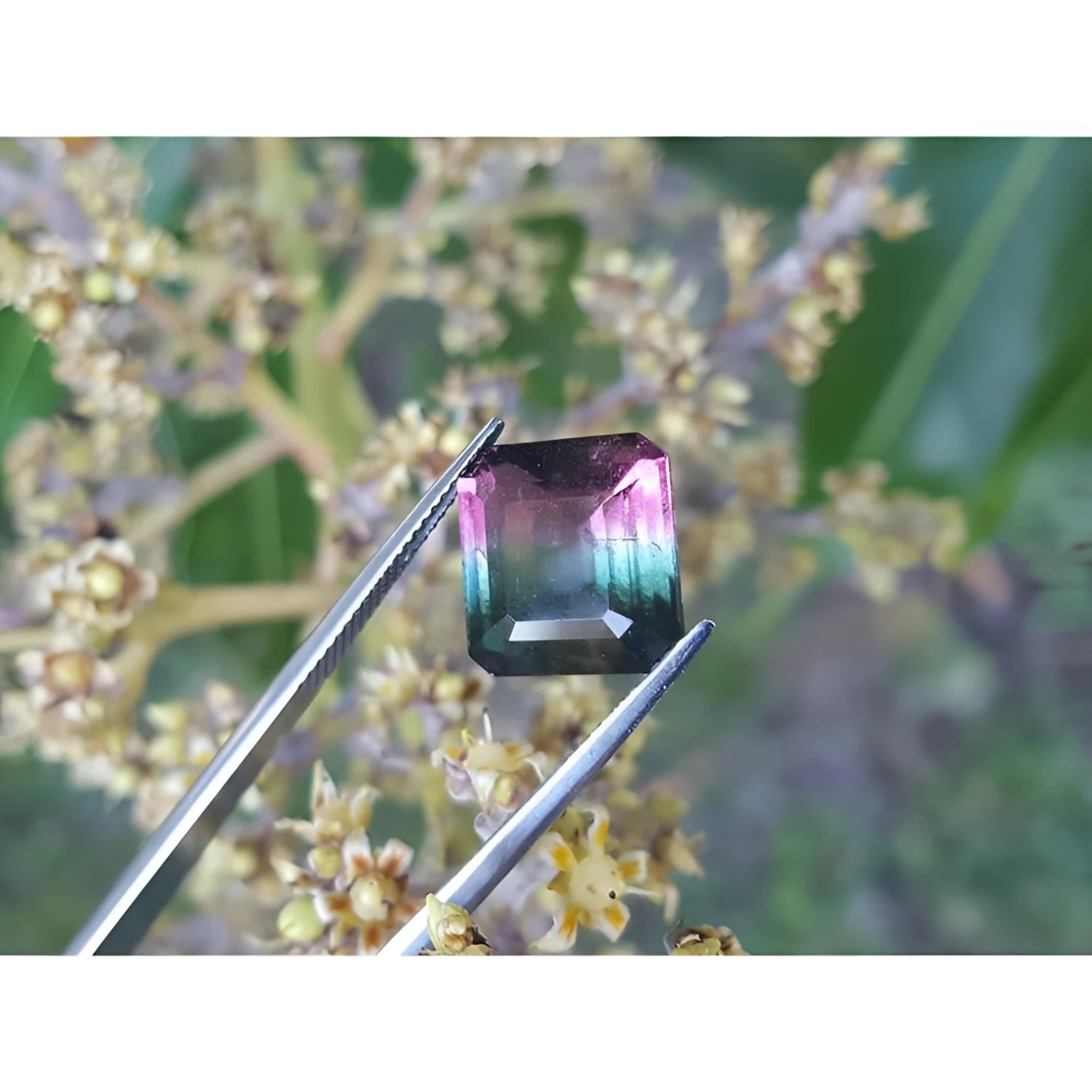 7.75 ct. emerald-cut Brazilian watermelon tourmaline gemstone with vibrant red-orange and deep bluish-green hues.
