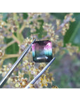 Tourmaline watermelon bicolor held by tweezers with a natural background of green leaves and flowers.