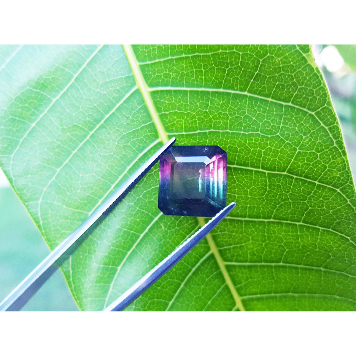Genuine watermelon tourmaline held by tweezers on a green leaf.