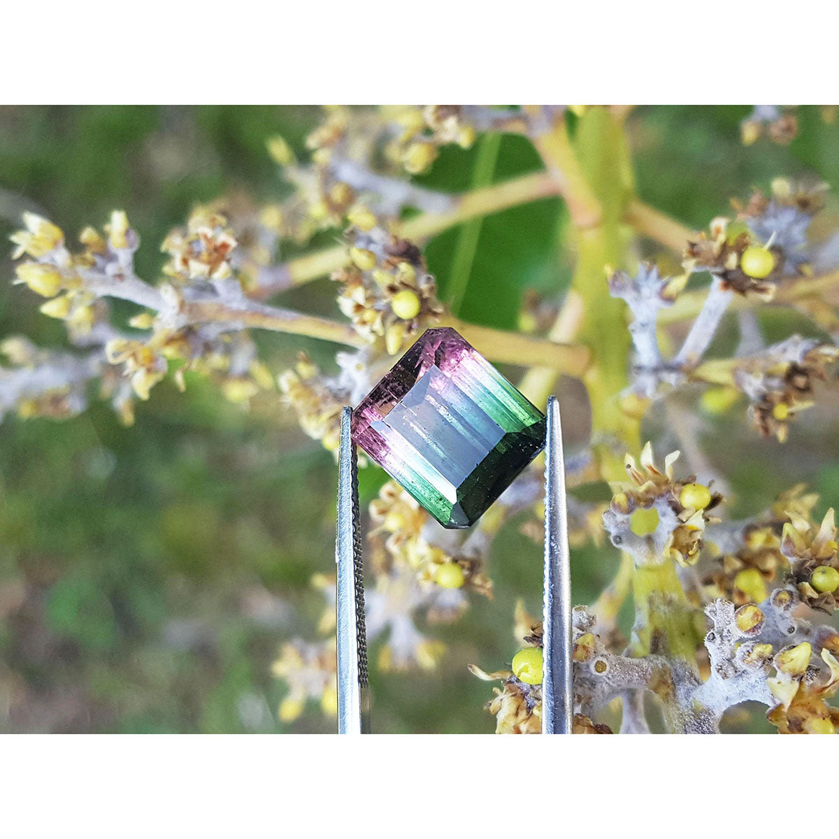 A watermelon tourmaline held by tweezers with a natural background of green foliage.