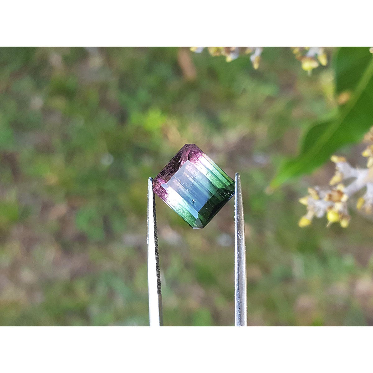 Natural tourmaline held between tweezers with a natural background.