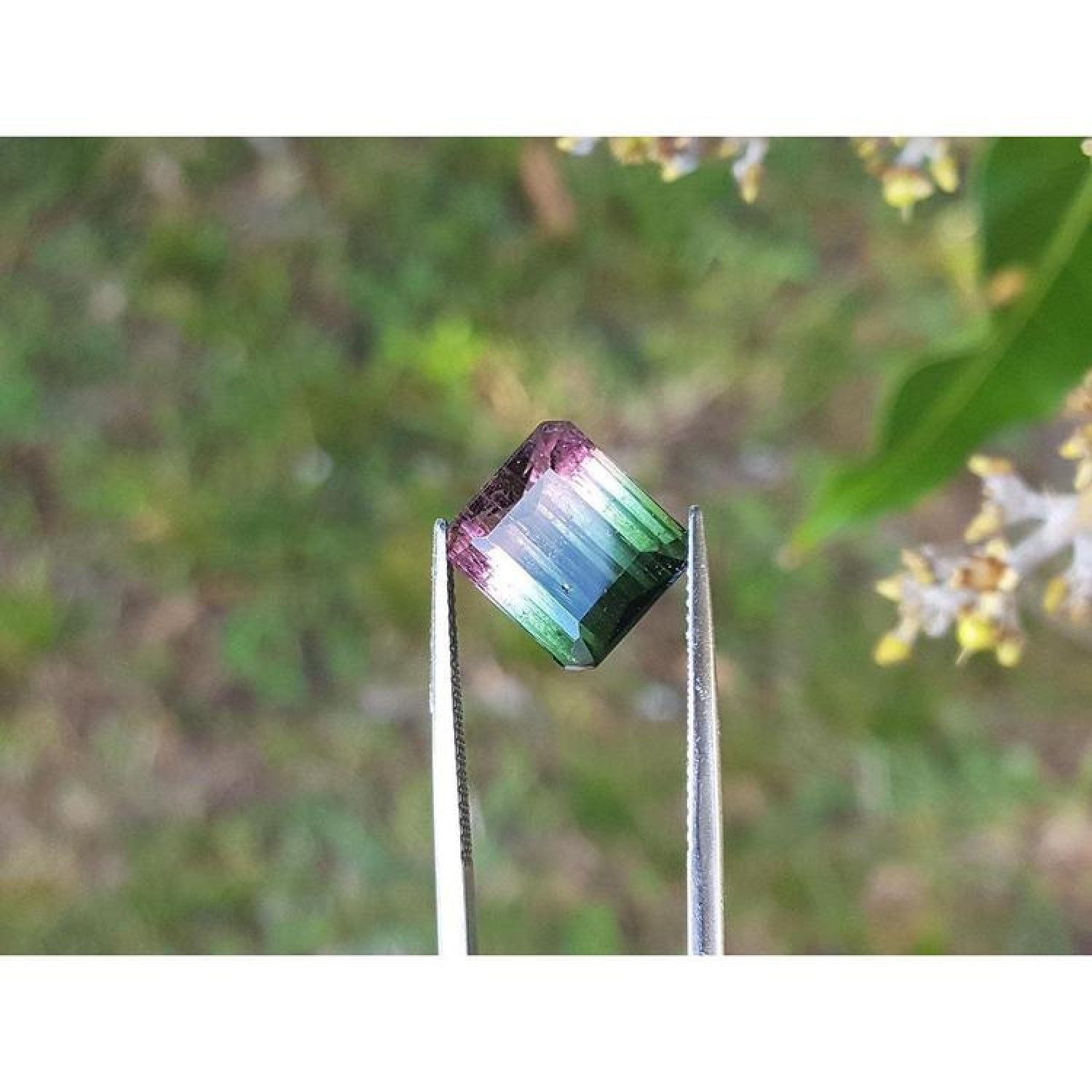 Loose 6.55 ct. emerald-cut watermelon tourmaline, red to green, held by tweezers.