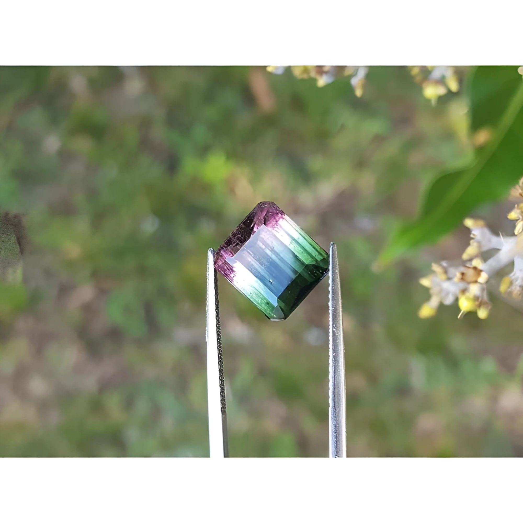 Loose 6.55 ct. emerald-cut watermelon tourmaline, red to green, held by tweezers.