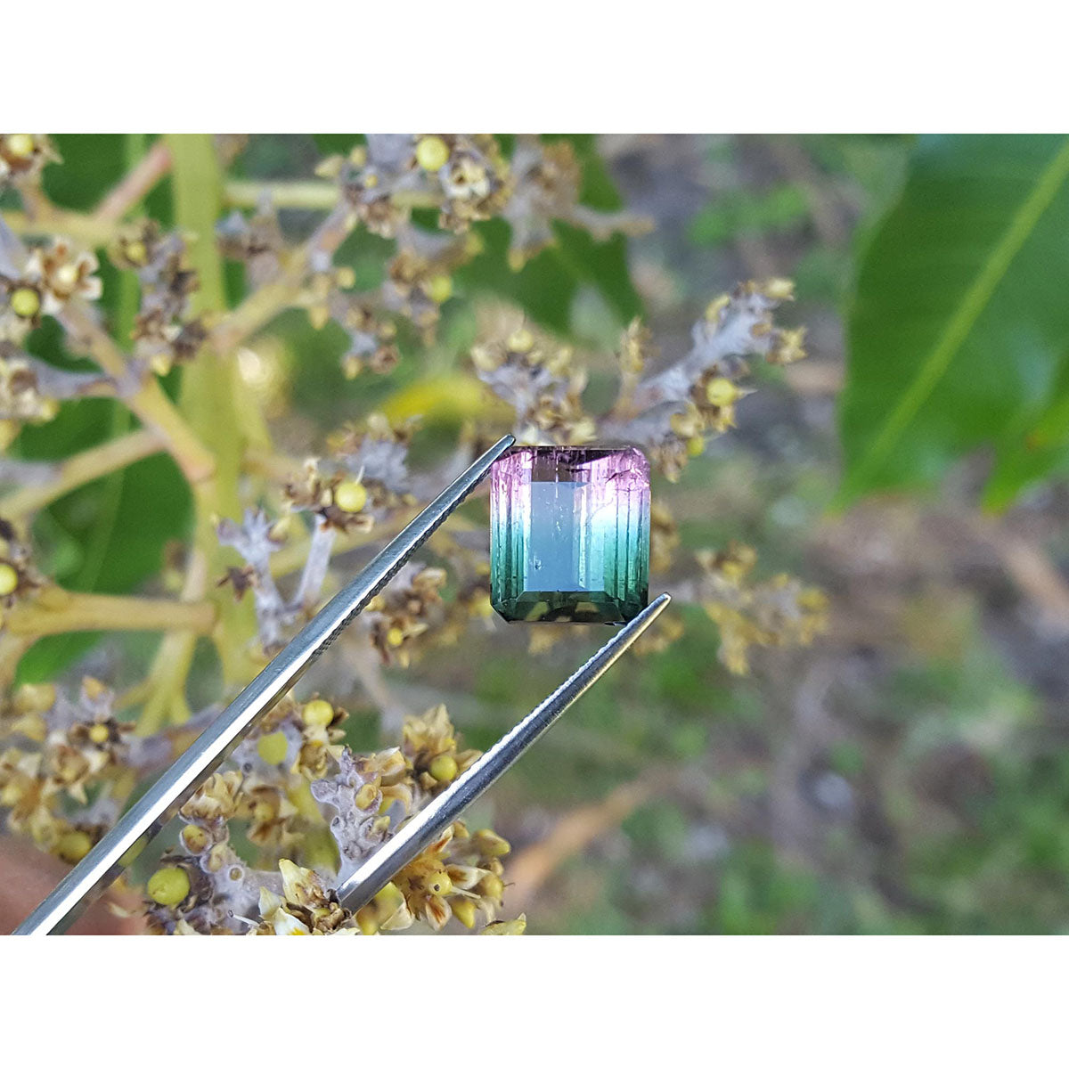 Faceted tourmaline held by tweezers with a natural background of green leaves and flowers.