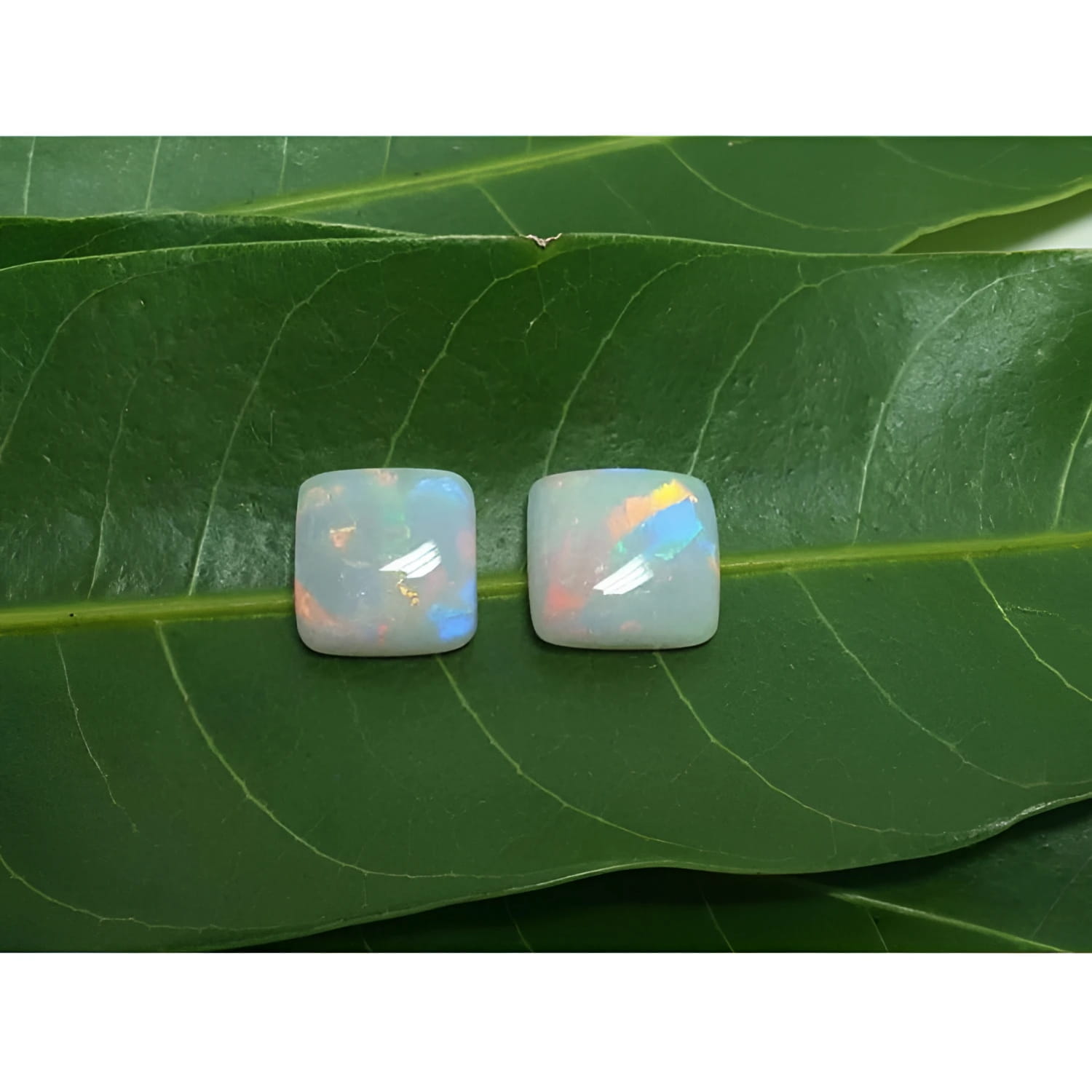 Pair of 5.45 ct. solid Australian square-cut loose opals with multicolor flash, on green leaves.