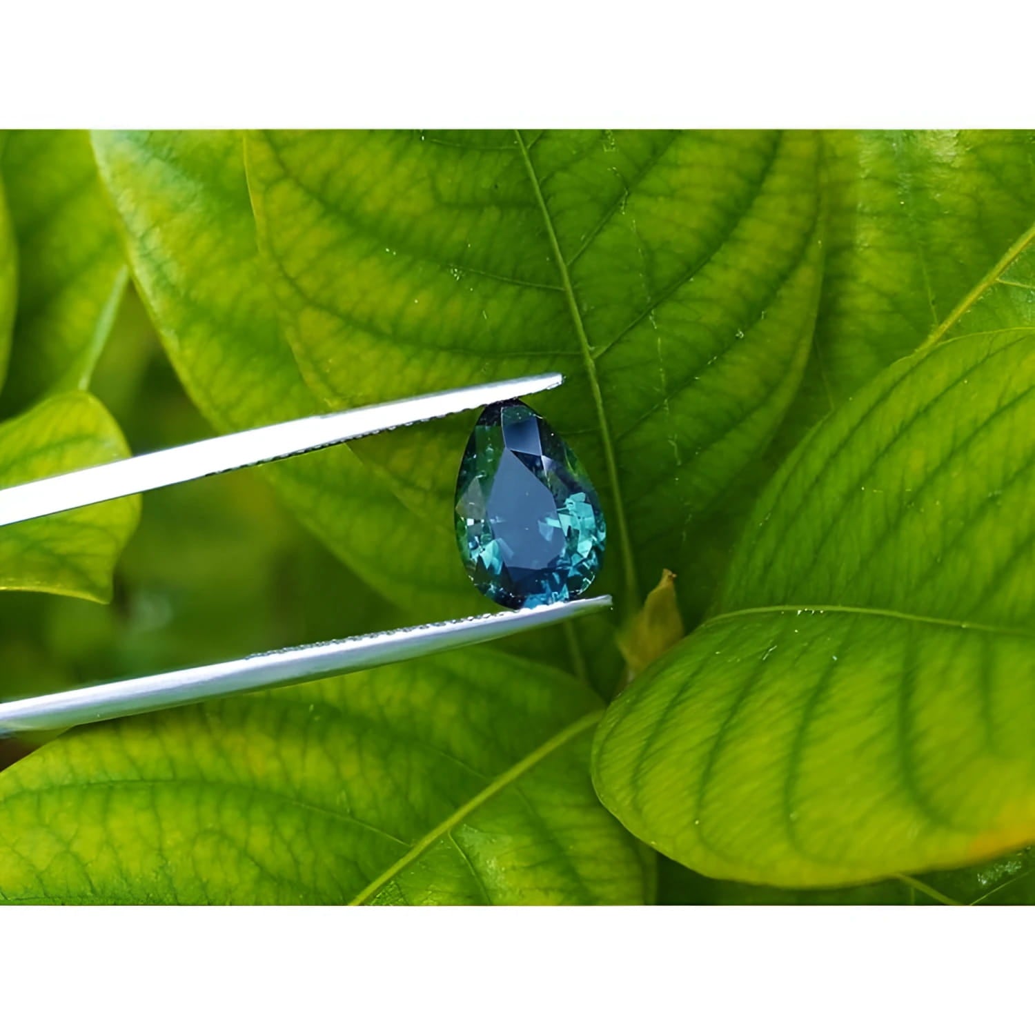 3.22 ct. loose Australian blue sapphire, pear-shaped, deep blue-green, held by tweezers against green leaves.