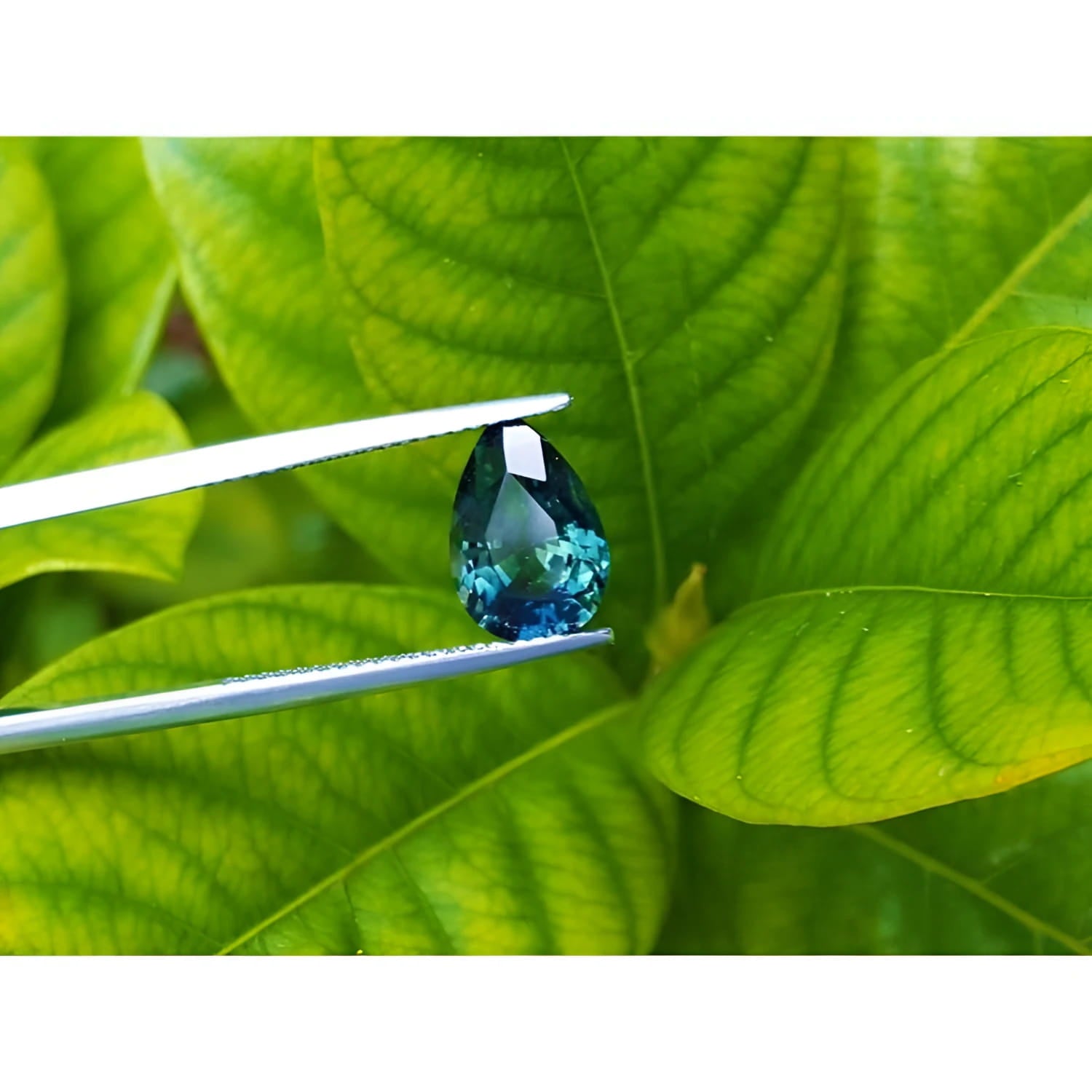 3.22 ct. loose Australian blue sapphire, pear-shaped deep blue-green, held by tweezers against green leaves.