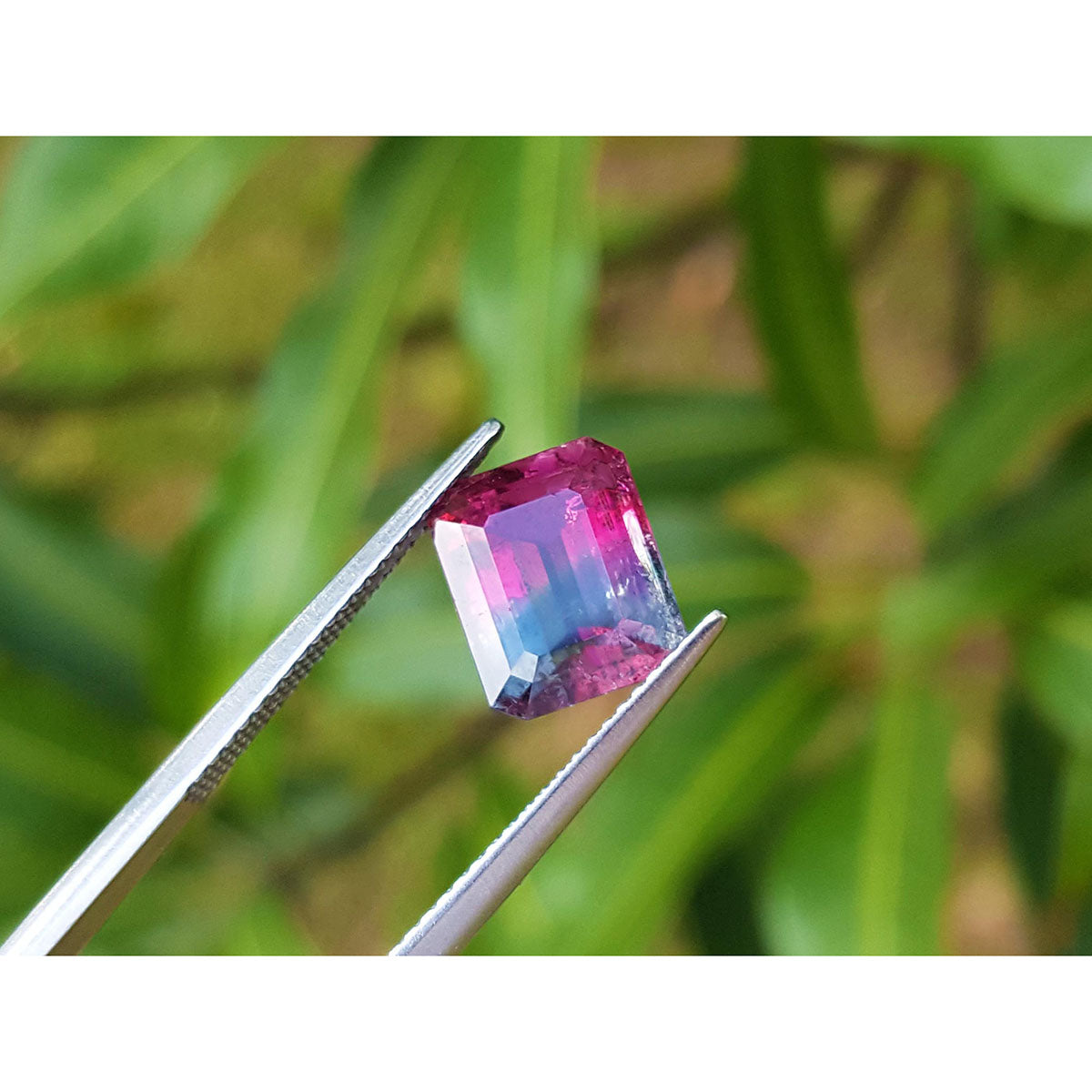 Multicolored natural tourmaline held by tweezers with a blurred green background.