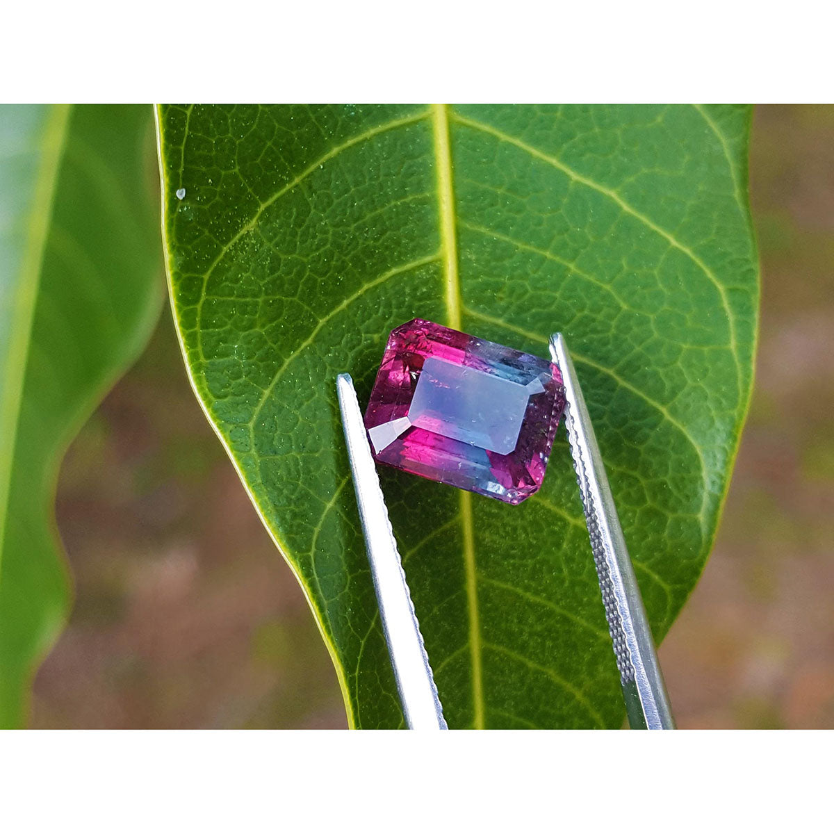 Multicolored tourmaline gemstone held by tweezers on a green leaf.