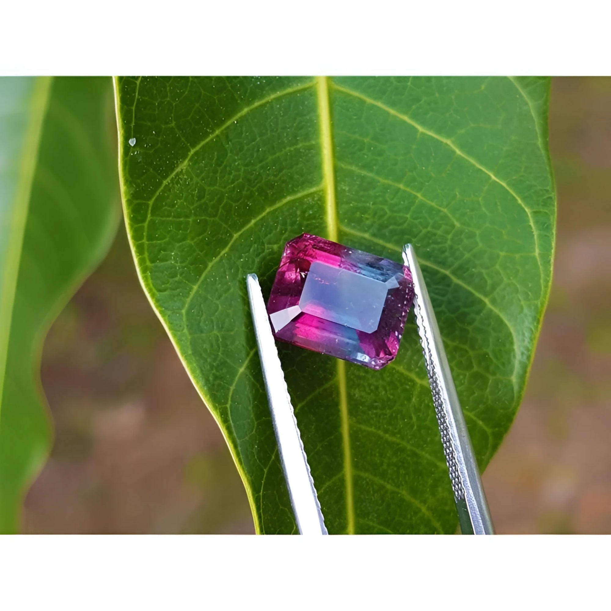 Vibrant red and greenish-blue watermelon tourmaline, 3.55 ct, held by tweezers on a green leaf.