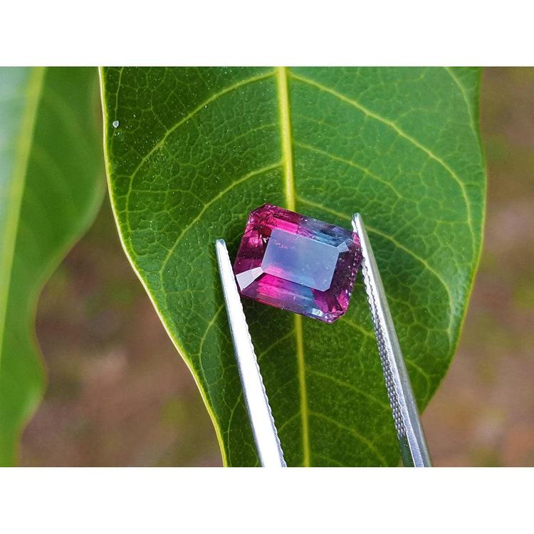 Vibrant red and greenish-blue watermelon tourmaline, 3.55 ct, held by tweezers on a green leaf.