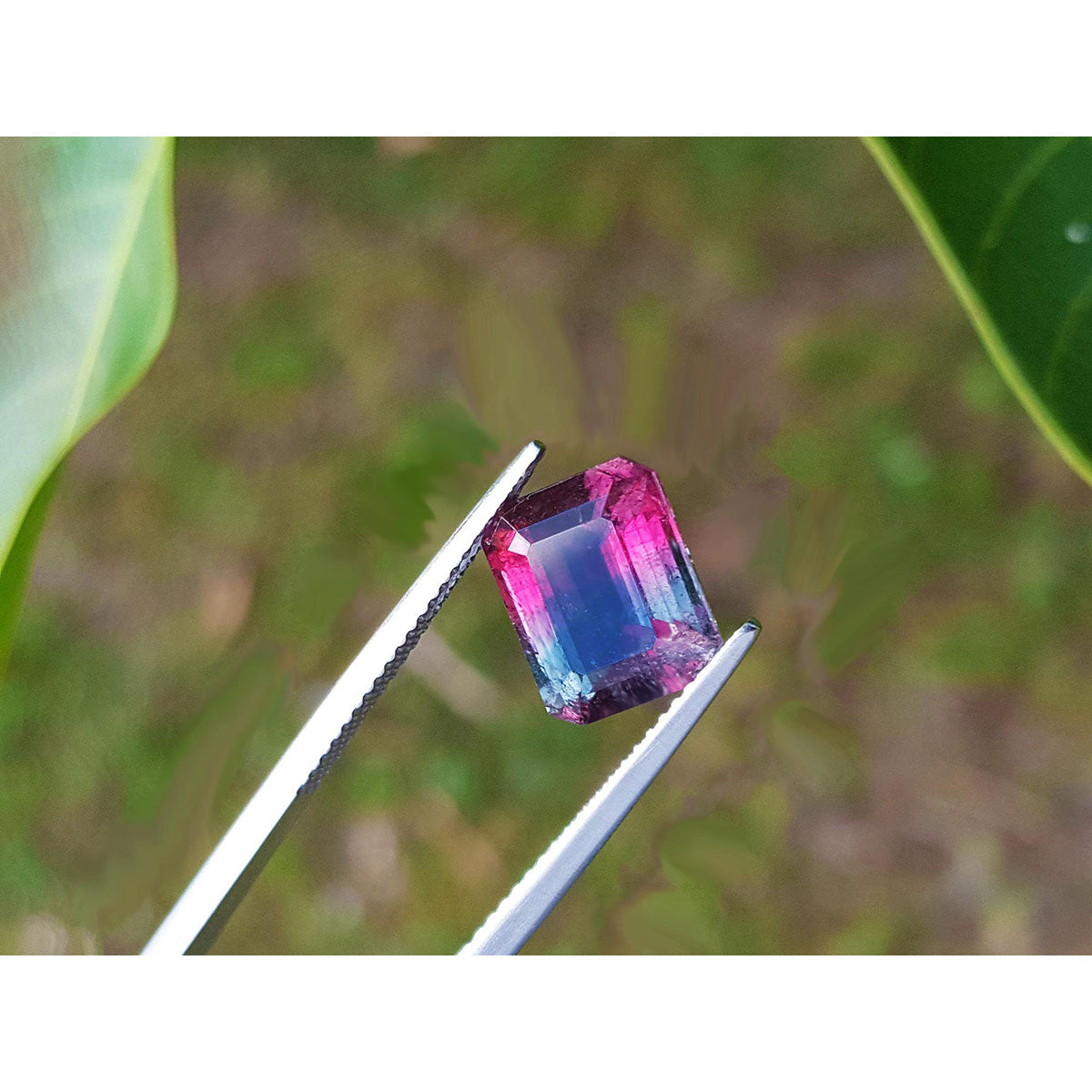 Multicolored tourmaline held between tweezers with a natural background.