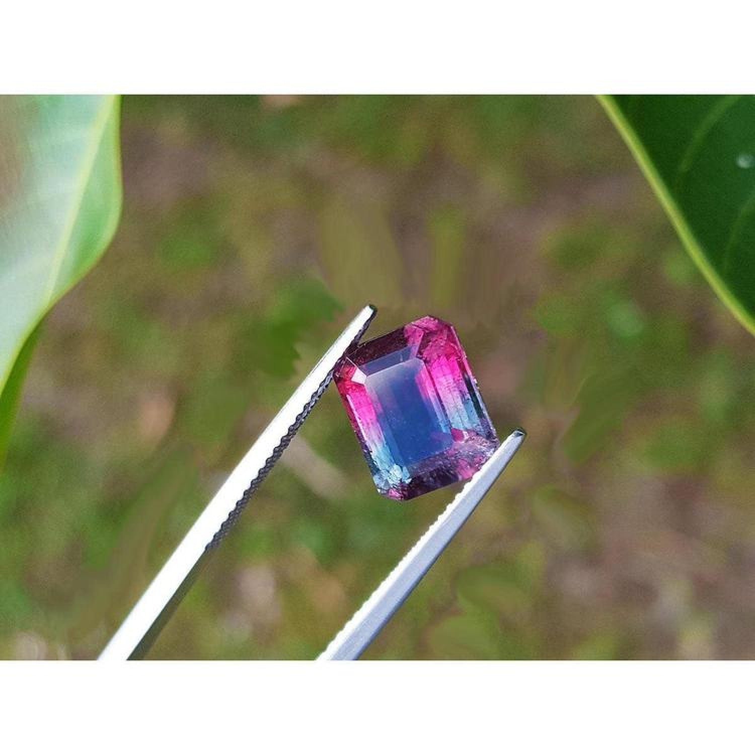 Natural watermelon tourmaline, 3.55 ct, vibrant red mint and greenish blue, held by tweezers.