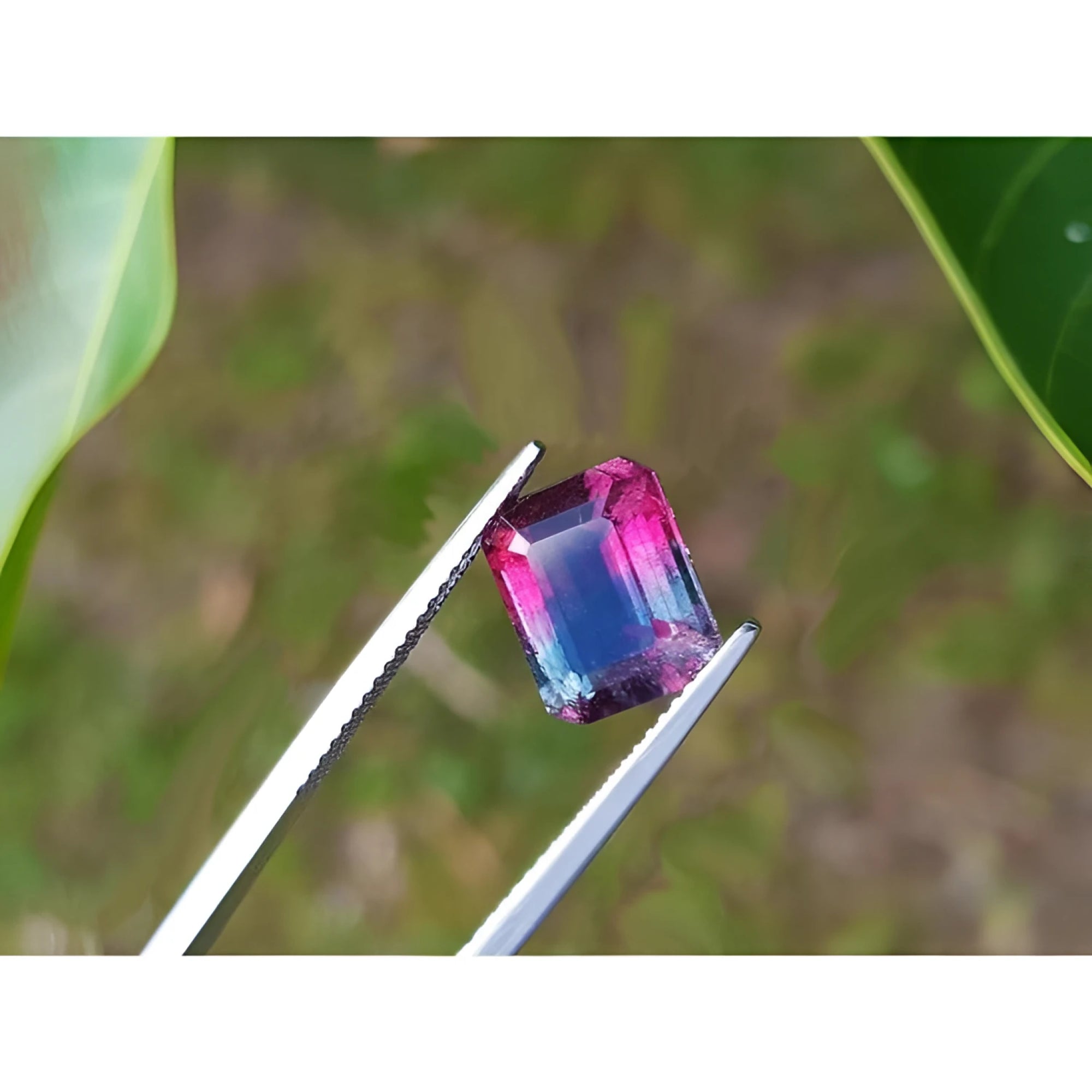 Natural watermelon tourmaline, 3.55 ct, vibrant red mint and greenish blue, held by tweezers.