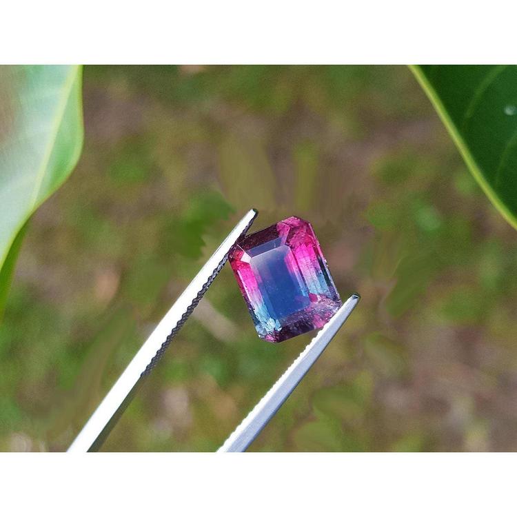 Natural watermelon tourmaline, 3.55 ct, vibrant red mint and greenish blue, held by tweezers.