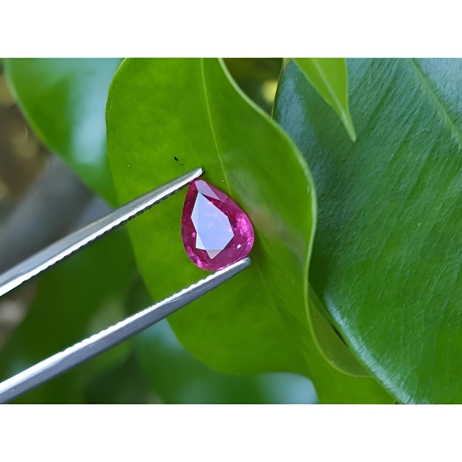 1.24 carat natural Burmese ruby, pear cut, medium red, held by tweezers on a green leaf.
