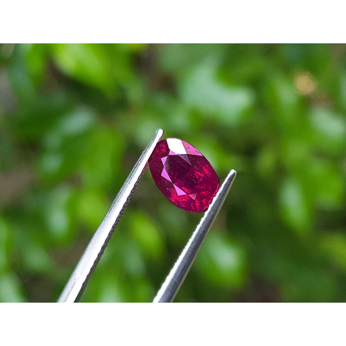Loose natural ruby oval cut certified, front side table and crown are visibles tweezers holding over background forest.