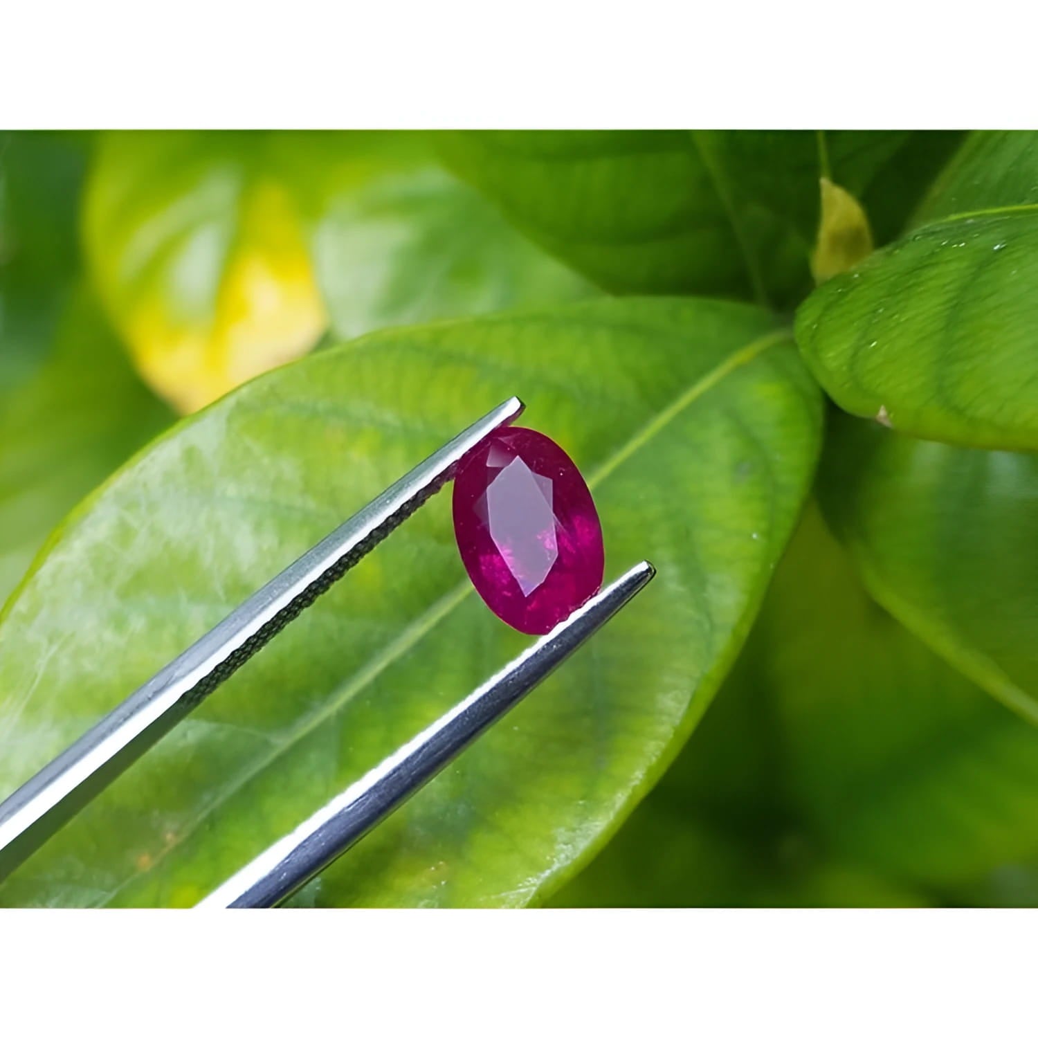 2.12 carat loose natural oval cut ruby gemstone with rich red color, held by tweezers against green leaves.